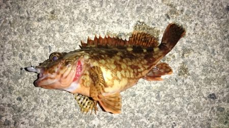 港内メバル＆ガシラ